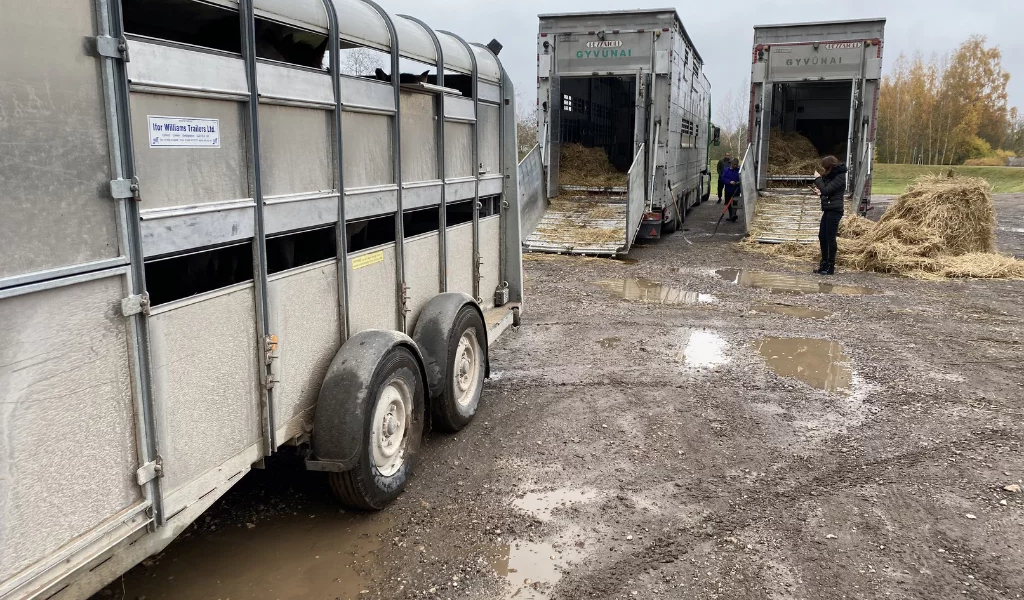 animals автоперевозки